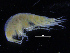  ( - ZMBN_108192)  @11 [ ] CreativeCommons - Attribution Non-Commercial Share-Alike (2016) University of Bergen Natural History Collections