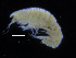 ( - ZMBN_108193)  @11 [ ] CreativeCommons - Attribution Non-Commercial Share-Alike (2016) University of Bergen Natural History Collections