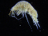  ( - ZMBN_108194)  @11 [ ] CreativeCommons - Attribution Non-Commercial Share-Alike (2016) University of Bergen Natural History Collections