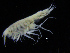  ( - ZMBN_108200)  @11 [ ] CreativeCommons - Attribution Non-Commercial Share-Alike (2016) University of Bergen Natural History Collections