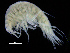  ( - ZMBN_108202)  @11 [ ] CreativeCommons - Attribution Non-Commercial Share-Alike (2016) University of Bergen Natural History Collections
