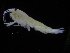  ( - ZMBN_108204)  @11 [ ] CreativeCommons - Attribution Non-Commercial Share-Alike (2016) University of Bergen Natural History Collections