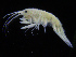  ( - ZMBN_108205)  @11 [ ] CreativeCommons - Attribution Non-Commercial Share-Alike (2016) University of Bergen Natural History Collections