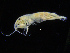 ( - ZMBN_108206)  @11 [ ] CreativeCommons - Attribution Non-Commercial Share-Alike (2016) University of Bergen Natural History Collections