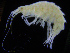  ( - ZMBN_108209)  @11 [ ] CreativeCommons - Attribution Non-Commercial Share-Alike (2016) University of Bergen Natural History Collections