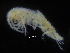  (Bathymedon cf. sausseri - ZMBN_108212)  @11 [ ] CreativeCommons - Attribution Non-Commercial Share-Alike (2016) University of Bergen Natural History Collections