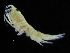  ( - ZMBN_108230)  @11 [ ] CreativeCommons - Attribution Non-Commercial Share-Alike (2016) University of Bergen Natural History Collections