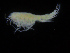  ( - ZMBN_108231)  @11 [ ] CreativeCommons - Attribution Non-Commercial Share-Alike (2016) University of Bergen Natural History Collections