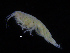  ( - ZMBN_108236)  @11 [ ] CreativeCommons - Attribution Non-Commercial Share-Alike (2016) University of Bergen Natural History Collections