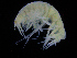  ( - ZMBN_108238)  @11 [ ] CreativeCommons - Attribution Non-Commercial Share-Alike (2016) University of Bergen Natural History Collections