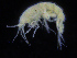  ( - ZMBN_108240)  @11 [ ] CreativeCommons - Attribution Non-Commercial Share-Alike (2016) University of Bergen Natural History Collections