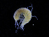  ( - ZMBN_111538)  @11 [ ] CreativeCommons - Attribution Non-Commercial Share-Alike (2017) University of Bergen Natural History Collections