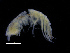  ( - ZMBN_111541)  @11 [ ] CreativeCommons - Attribution Non-Commercial Share-Alike (2017) University of Bergen Natural History Collections
