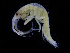  (Ericthonius cf. fasciatus - ZMBN_111551)  @11 [ ] CreativeCommons - Attribution Non-Commercial Share-Alike (2017) University of Bergen Natural History Collections