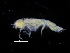  ( - ZMBN_111554)  @11 [ ] CreativeCommons - Attribution Non-Commercial Share-Alike (2017) University of Bergen Natural History Collections