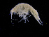  ( - ZMBN_111555)  @11 [ ] CreativeCommons - Attribution Non-Commercial Share-Alike (2017) University of Bergen Natural History Collections
