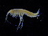  (Pardalisca cuspidata - ZMBN_111558)  @11 [ ] CreativeCommons - Attribution Non-Commercial Share-Alike (2017) University of Bergen Natural History Collections