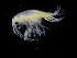  ( - ZMBN_111561)  @11 [ ] CreativeCommons - Attribution Non-Commercial Share-Alike (2017) University of Bergen Natural History Collections