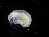  ( - ZMBN_111563)  @11 [ ] CreativeCommons - Attribution Non-Commercial Share-Alike (2017) University of Bergen Natural History Collections