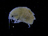  ( - ZMBN_111566)  @11 [ ] CreativeCommons - Attribution Non-Commercial Share-Alike (2017) University of Bergen Natural History Collections