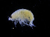  ( - ZMBN_111569)  @11 [ ] CreativeCommons - Attribution Non-Commercial Share-Alike (2017) University of Bergen Natural History Collections