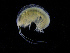  ( - ZMBN_111570)  @11 [ ] CreativeCommons - Attribution Non-Commercial Share-Alike (2017) University of Bergen Natural History Collections
