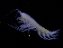  ( - ZMBN_111577)  @11 [ ] CreativeCommons - Attribution Non-Commercial Share-Alike (2017) University of Bergen Natural History Collections