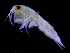  ( - ZMBN_111583)  @11 [ ] CreativeCommons - Attribution Non-Commercial Share-Alike (2017) University of Bergen Natural History Collections