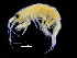  ( - ZMBN_112427)  @11 [ ] CreativeCommons - Attribution Non-Commercial Share-Alike (2017) University of Bergen Natural History Collections