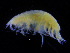  ( - ZMBN_112438)  @11 [ ] CreativeCommons - Attribution Non-Commercial Share-Alike (2017) University of Bergen Natural History Collections