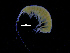  (Apherusa noramph1 - ZMBN_112442)  @11 [ ] CreativeCommons - Attribution Non-Commercial Share-Alike (2017) University of Bergen Natural History Collections