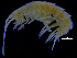  ( - ZMBN_112444)  @11 [ ] CreativeCommons - Attribution Non-Commercial Share-Alike (2017) University of Bergen Natural History Collections