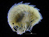  (Acanthonotozoma sinuatum - ZMBN_112448)  @11 [ ] CreativeCommons - Attribution Non-Commercial Share-Alike (2017) University of Bergen Natural History Collections