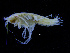  ( - ZMBN_112450)  @11 [ ] CreativeCommons - Attribution Non-Commercial Share-Alike (2017) University of Bergen Natural History Collections