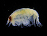  (Opisidae - ZMBN_112462)  @11 [ ] CreativeCommons - Attribution Non-Commercial Share-Alike (2017) University of Bergen Natural History Collections