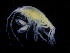  ( - ZMBN_112463)  @11 [ ] CreativeCommons - Attribution Non-Commercial Share-Alike (2017) University of Bergen Natural History Collections