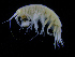  ( - ZMBN_112478)  @11 [ ] CreativeCommons - Attribution Non-Commercial Share-Alike (2017) University of Bergen Natural History Collections