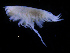  ( - ZMBN_112481)  @11 [ ] CreativeCommons - Attribution Non-Commercial Share-Alike (2017) University of Bergen Natural History Collections