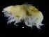  ( - ZMBN_112482)  @11 [ ] CreativeCommons - Attribution Non-Commercial Share-Alike (2017) University of Bergen Natural History Collections
