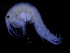  ( - ZMBN_112499)  @11 [ ] CreativeCommons - Attribution Non-Commercial Share-Alike (2017) University of Bergen Natural History Collections