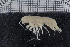  ( - ZMBN_112507)  @11 [ ] CreativeCommons - Attribution Non-Commercial Share-Alike (2017) University of Bergen Natural History Collections