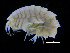  ( - ZMBN_112509)  @11 [ ] CreativeCommons - Attribution Non-Commercial Share-Alike (2017) University of Bergen Natural History Collections