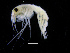  ( - ZMBN_112514)  @11 [ ] CreativeCommons - Attribution Non-Commercial Share-Alike (2017) University of Bergen Natural History Collections