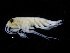  ( - ZMBN_112516)  @11 [ ] CreativeCommons - Attribution Non-Commercial Share-Alike (2017) University of Bergen Natural History Collections