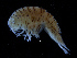  ( - ZMBN_112518)  @11 [ ] CreativeCommons - Attribution Non-Commercial Share-Alike (2017) University of Bergen Natural History Collections