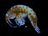  ( - ZMBN_112523)  @11 [ ] CreativeCommons - Attribution Non-Commercial Share-Alike (2017) University of Bergen Natural History Collections