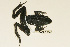  (Amietia quecketti - AACRG-2087)  @13 [ ] CreativeCommons - Attribution Non-Commercial Share-Alike (2013) Louis du Preez North-West University