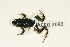  (Cacosternum karrooikum - AACRG-2092)  @11 [ ] CreativeCommons - Attribution Non-Commercial Share-Alike (2013) Louis du Preez North-West University