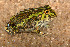  (Pyxicephalus adspersus - WC-DNA-0125)  @13 [ ] CreativeCommons - Attribution Non-Commercial Share-Alike (2013) PEM PEM