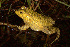  ( - ANG-341)  @13 [ ] CreativeCommons - Attribution Non-Commercial Share-Alike (2013) PEM PEM